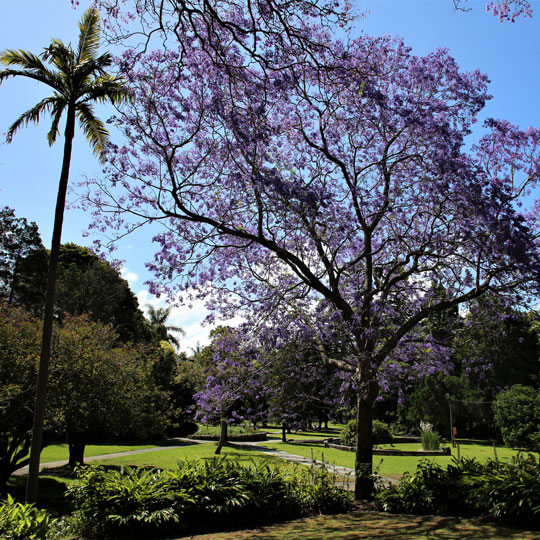 Trees at Callan Park, November 2021